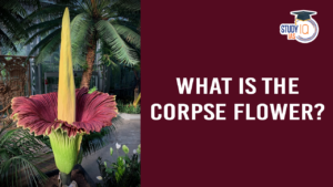 What is the Corpse flower (blog)