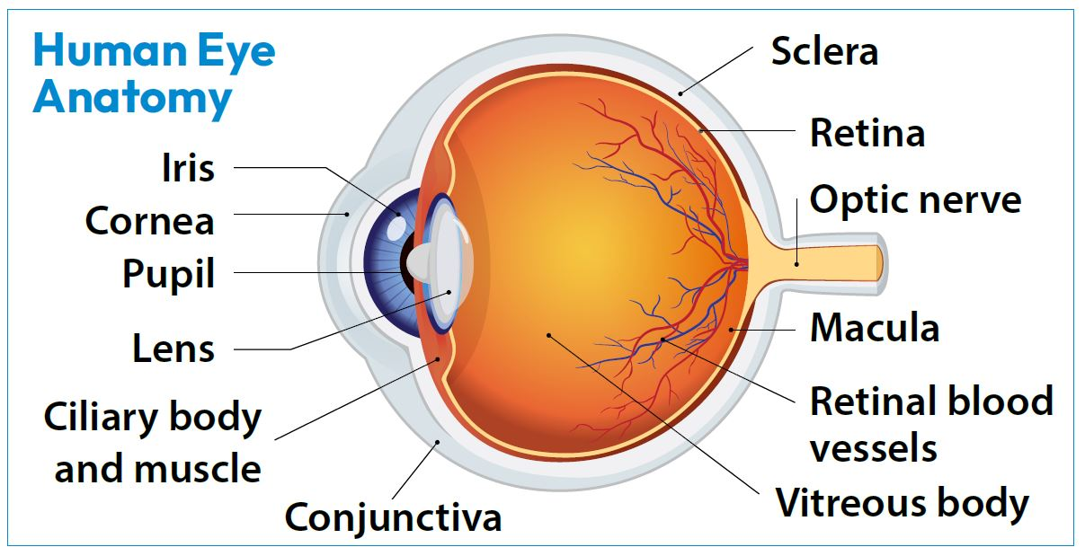 Retina