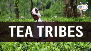 Tea Tribes