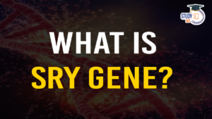 What is SRY Gene (blog)