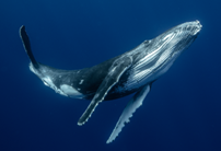 Baleen Whales