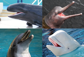 Toothed Whales