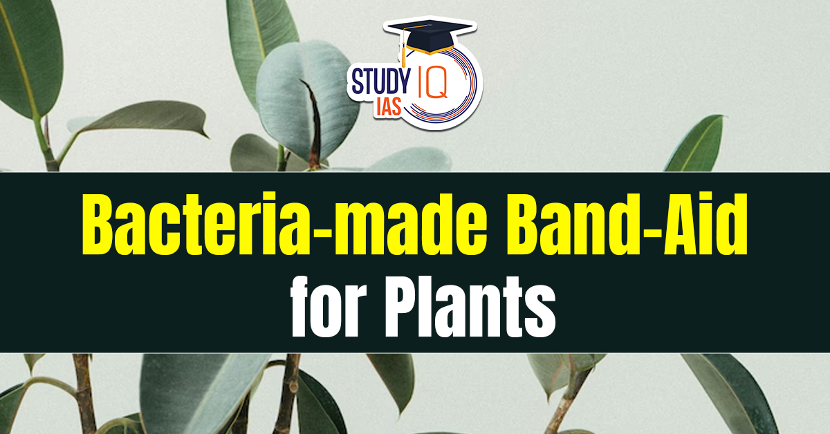 Bacteria-made Band-Aid for Plants