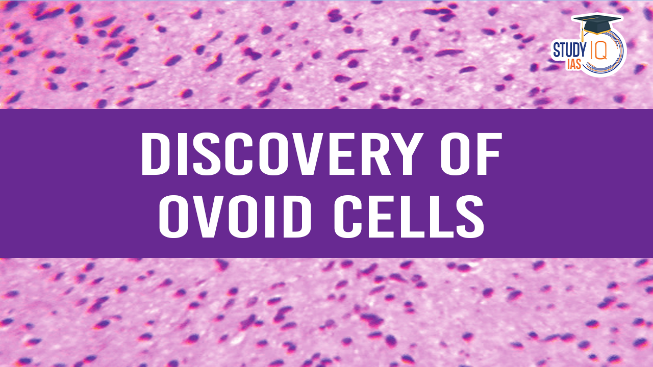 Discovery of Ovoid Cells (blog)