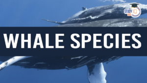 Whale Species (blog)