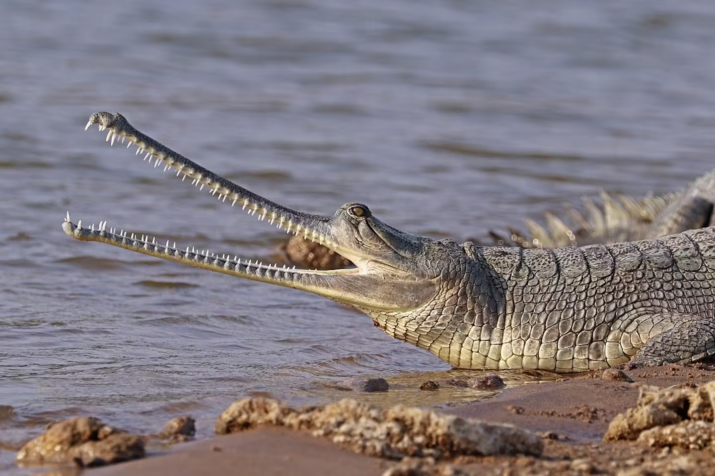 Gharial conservation efforts