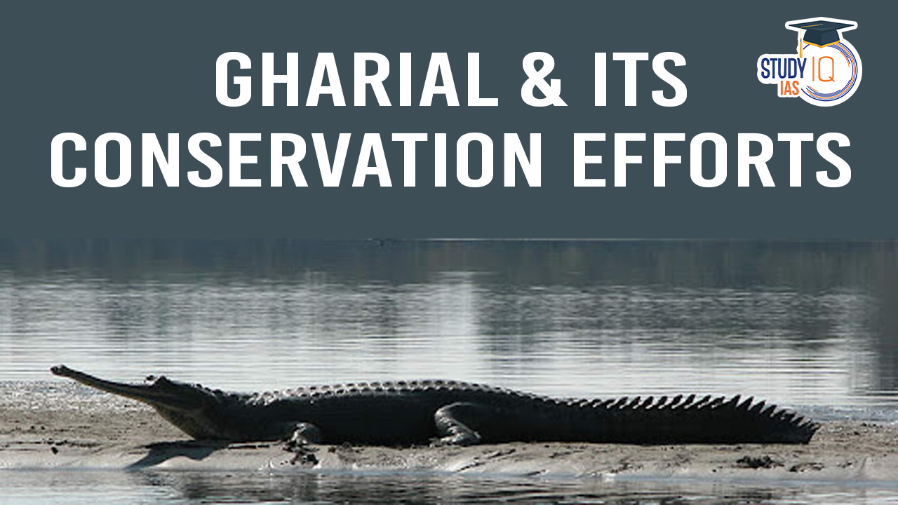 Gharial its Conservation Efforts (blog)