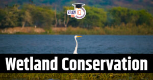 Necessity of Mainstreaming Wetland Conservation