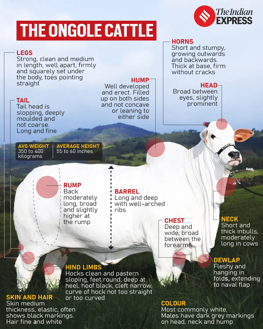 Ongole Cattle