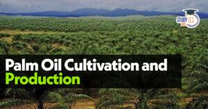 Palm Oil Production, Cultivation and Challenges