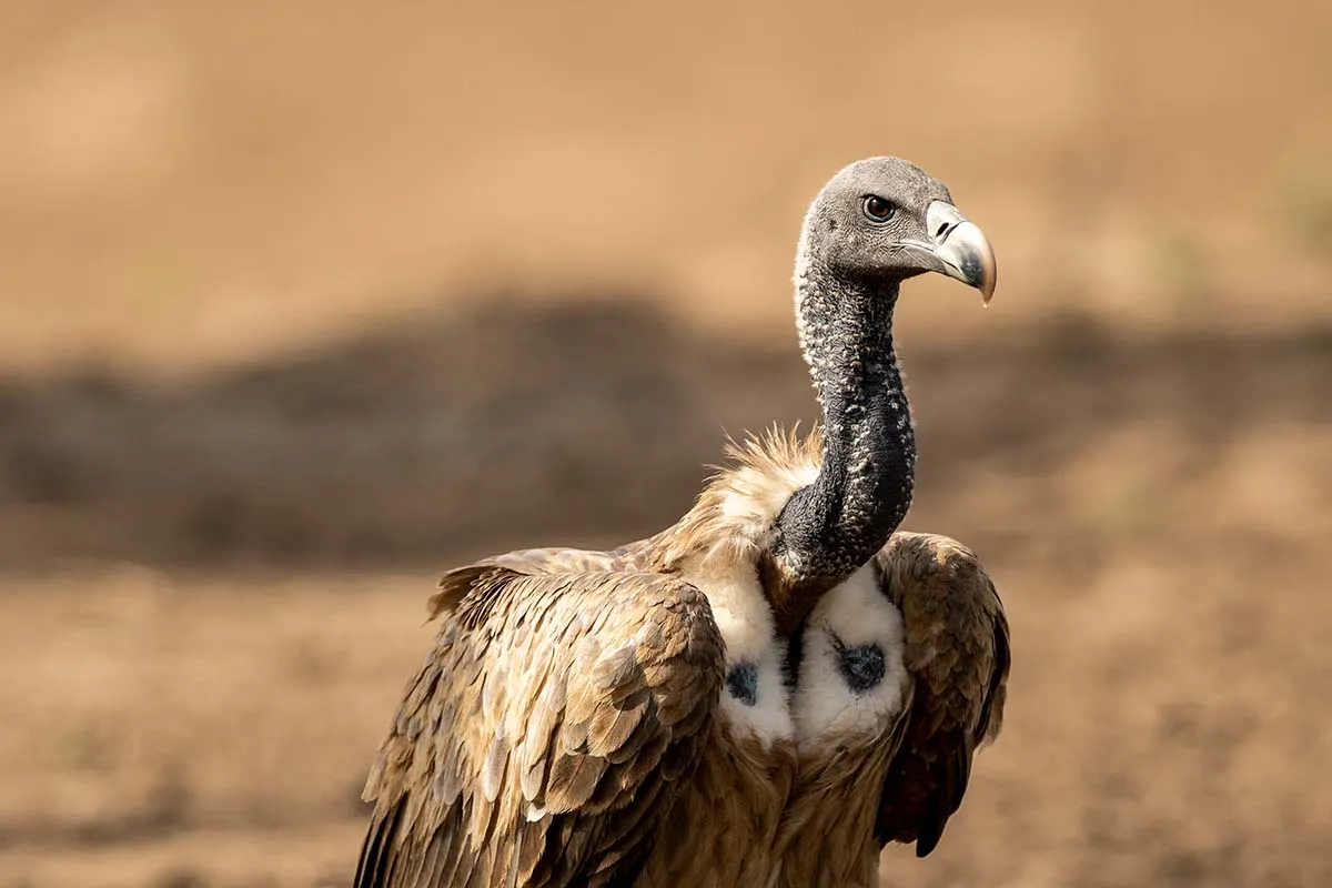 Long Billed Vulture