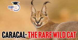 Caracal, Distribution, Habitat, Features, IUCN Status