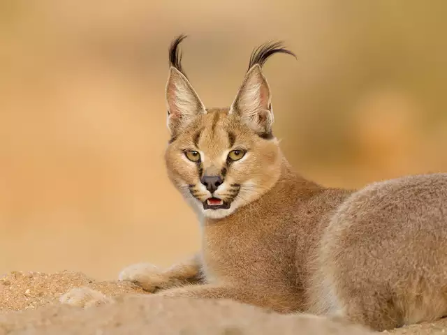 Caracal