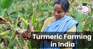 Turmeric Farming in India