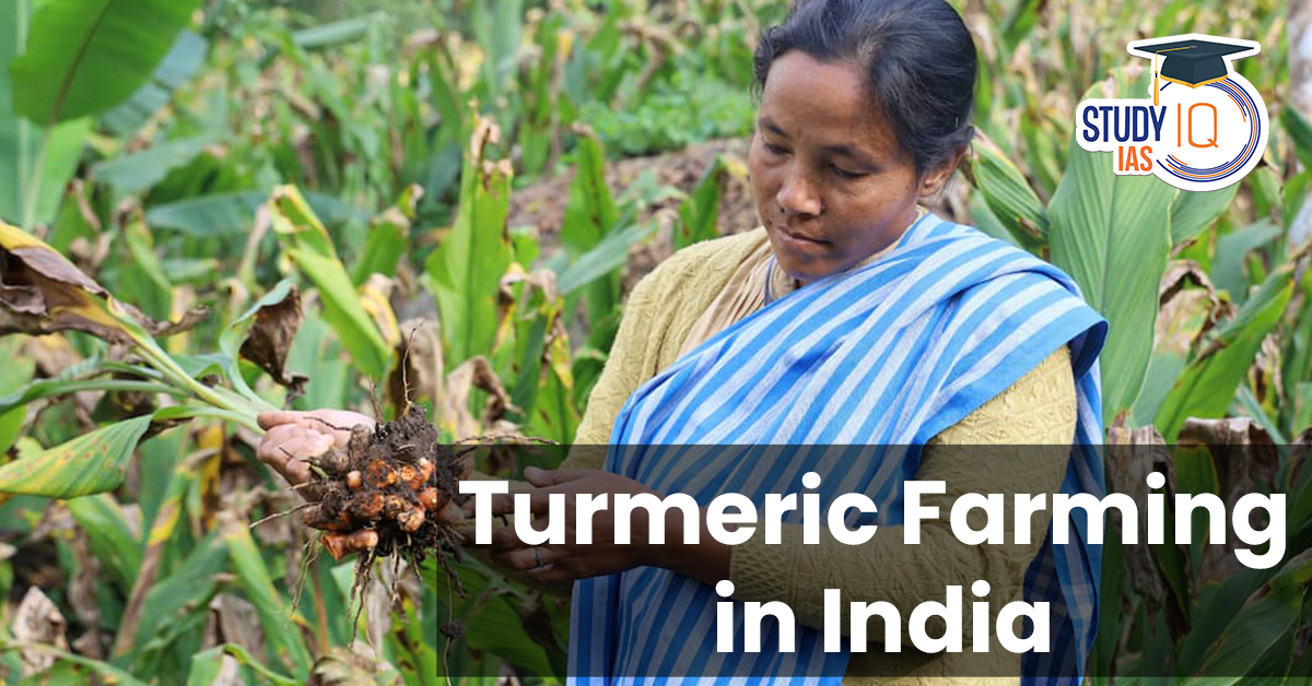 Turmeric Farming in India