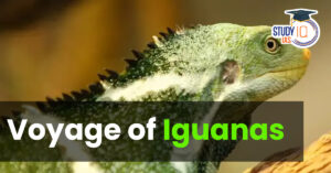 Iguanas